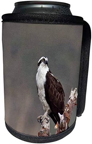 3Drose - Danita Delimont - Ptice - Osprey Bird, Nacionalno rekreacijsko područje Sawtooth, Idaho - US13 CHA0138 - Chuck Haney - Can